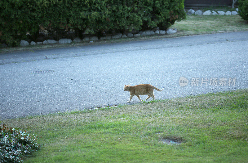 宠物猫在黄昏时漫步街头