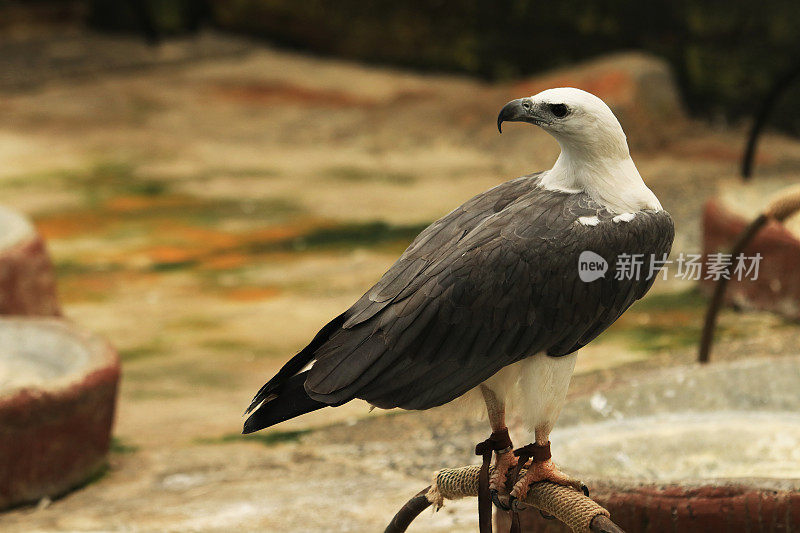 白胸的海鹰