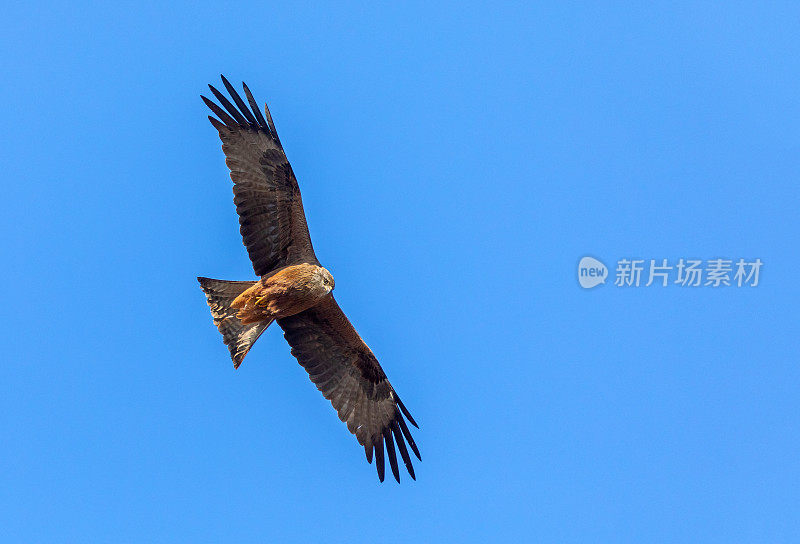 黑飞风筝