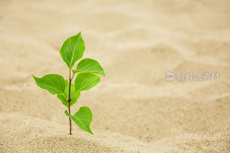 希望:生长在沙漠上的一种植物