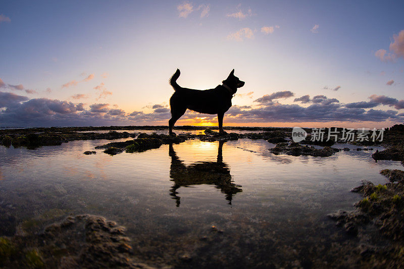 日落时分，一只日本柴犬站在像镜子一样的水面上