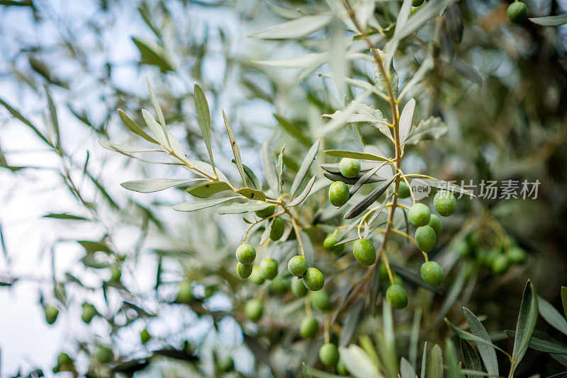 橄榄树上的橄榄果