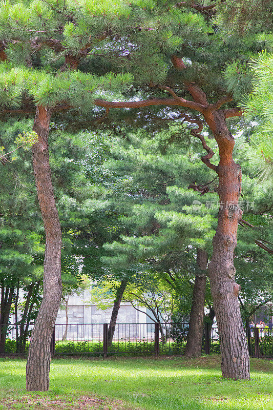 韩国的松树