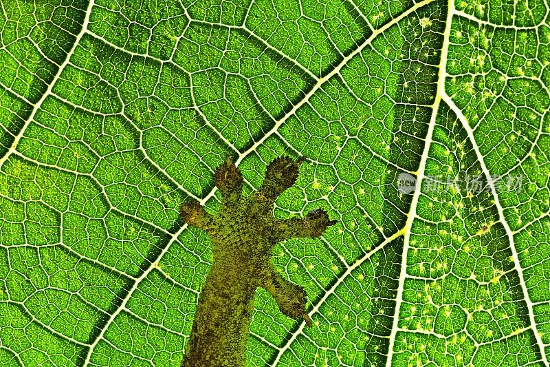 绿叶上的蜥蜴脚。