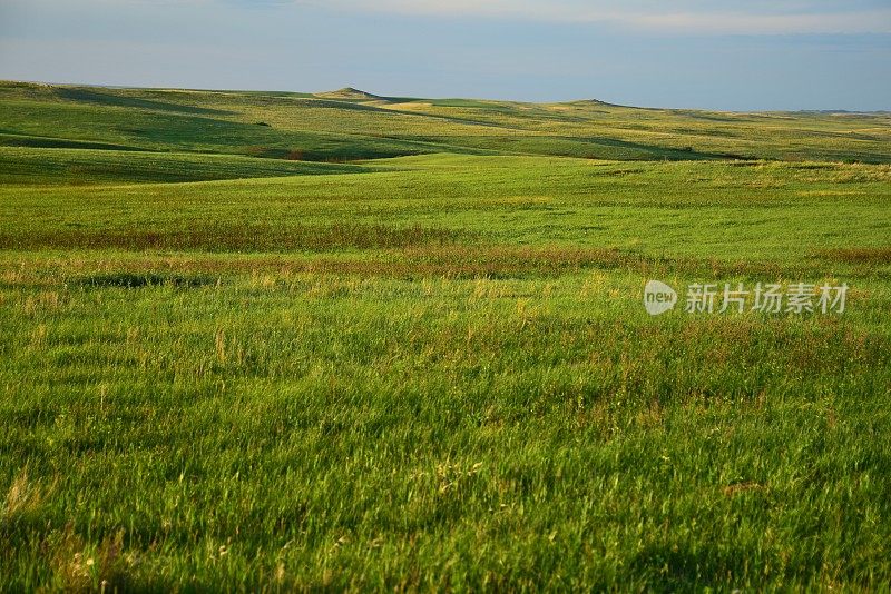 西奥多・罗斯福的草原