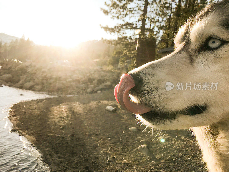 多纳湖旁边美丽的西伯利亚哈士奇