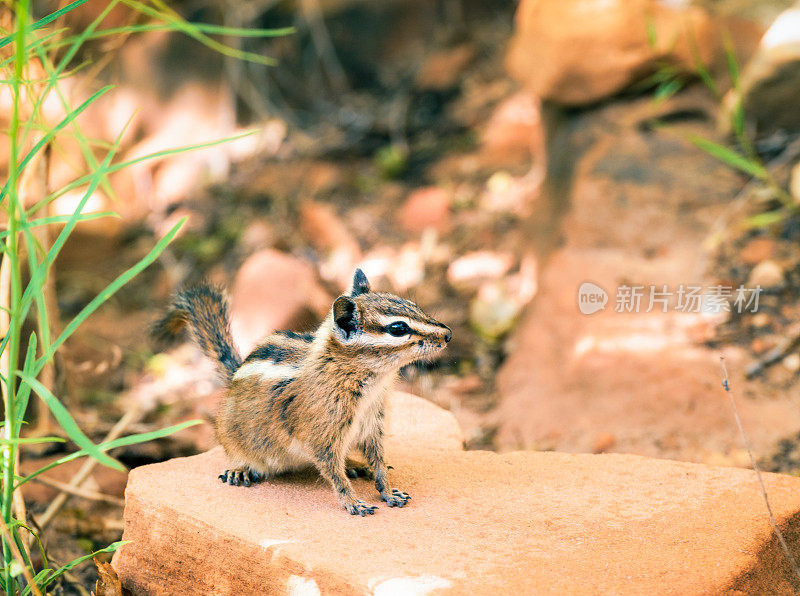 锡安国家公园里可爱的小花栗鼠