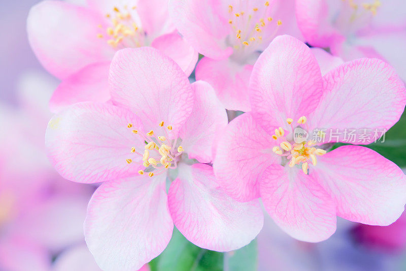 苹果花特写