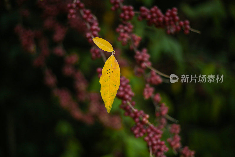 不同的树叶和秋天