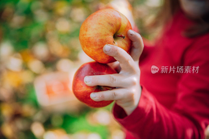 女孩在果园里用桶收集成熟的苹果