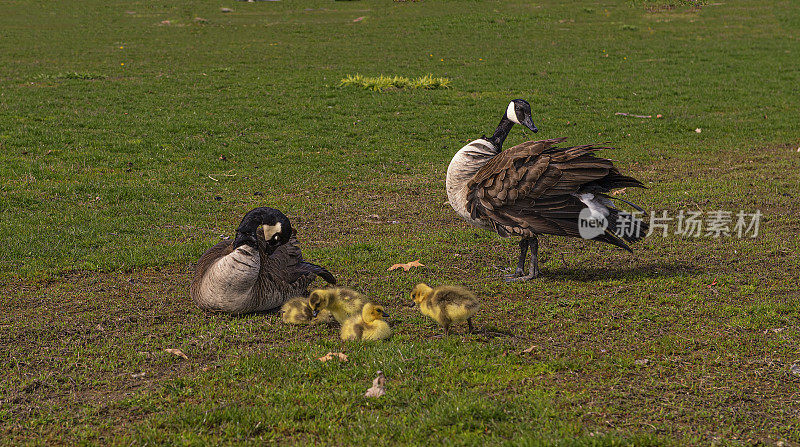 加拿大鹅的家庭