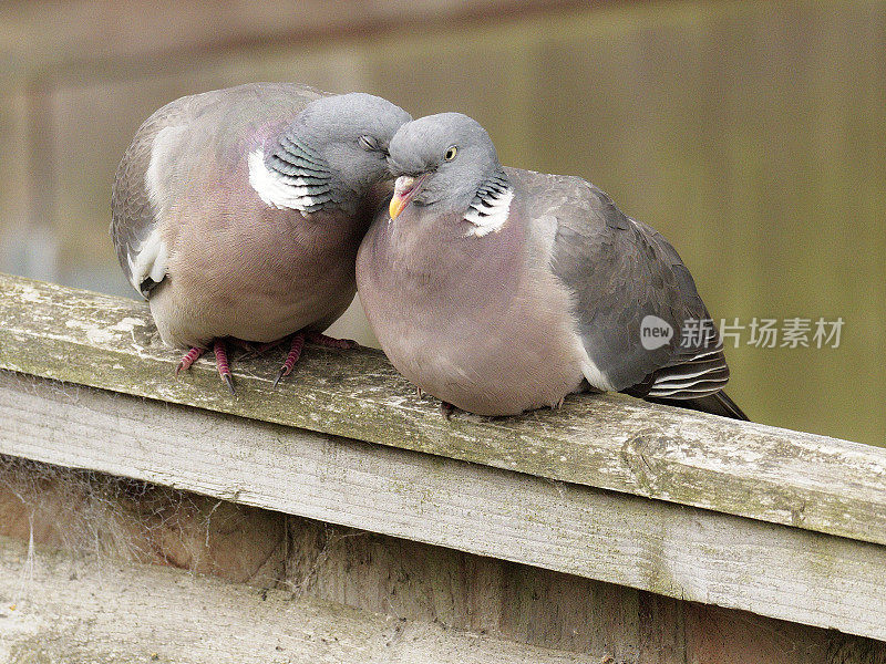 两只木鸽子在木篱笆上沉溺于求爱