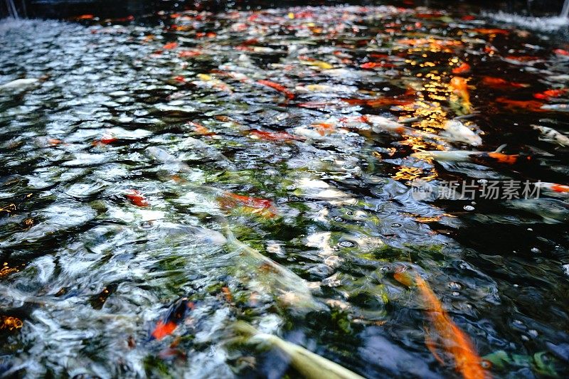 日本锦鲤鲤鱼