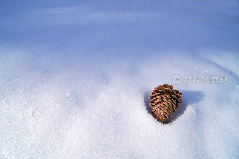 冬雪背景中的松果