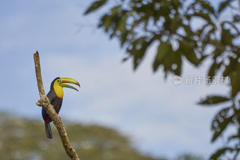 色彩鲜艳的野生龙骨嘴巨嘴鸟在桑博亚国家公园，巴拿马在中美洲