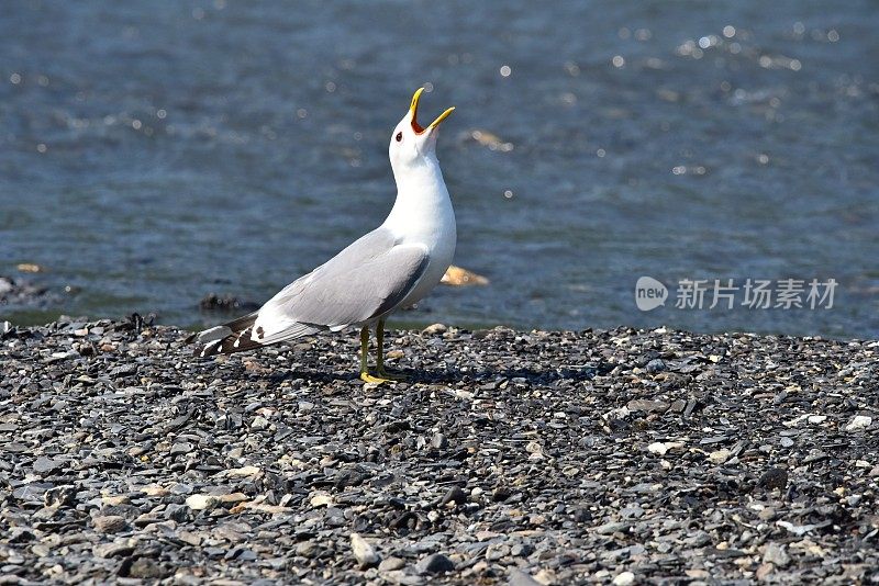 迪纳利NP萨维奇河的鸥叫声