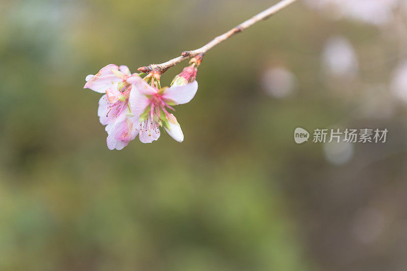 在日本东京美丽的樱花树下散步或樱花树隧道