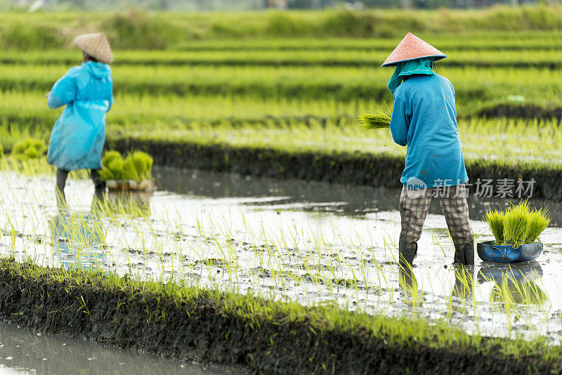 在稻田里劳作的印尼农妇。