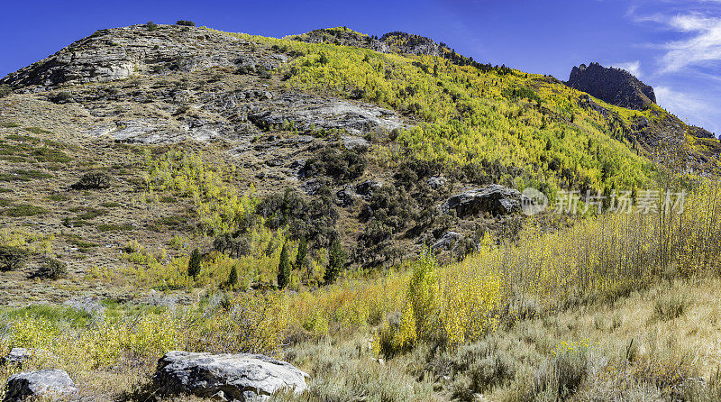 内华达红宝石山的拉莫耶峡谷里的彩色白杨(震颤杨树)。横穿拉莫耶峡谷的国家森林风景小径。