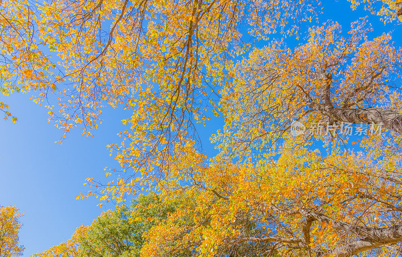 加州圣贝纳迪诺县大熊湖的秋季橡树林