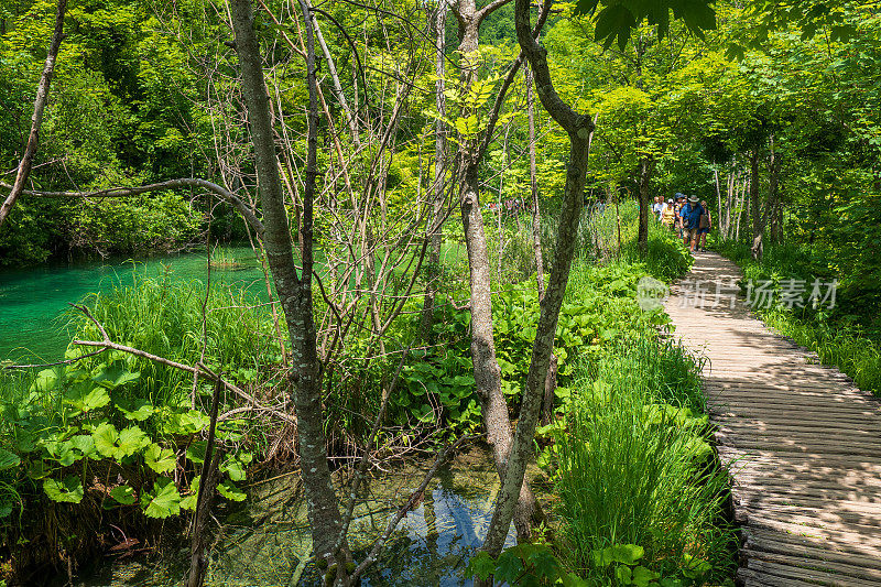 徒步旅行者经过一个美丽的风景与绿松石色的湖泊和池塘隐藏在荒野的Plitvice湖国家公园在克罗地亚