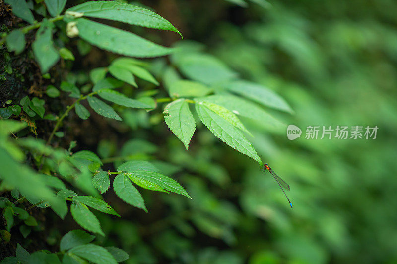 夏季阳光在热带野生自然森林亚洲