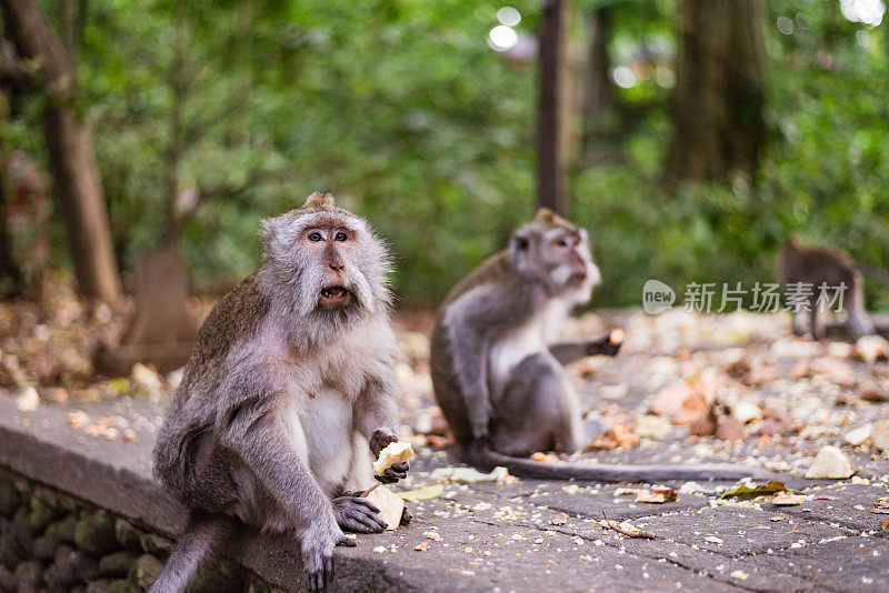 巴厘岛寺庙里吃猴子的画像