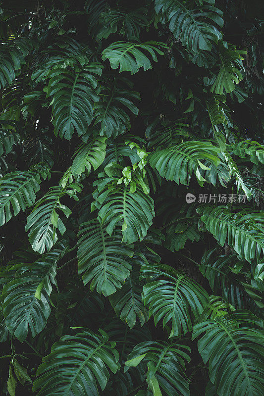 热带落叶背景