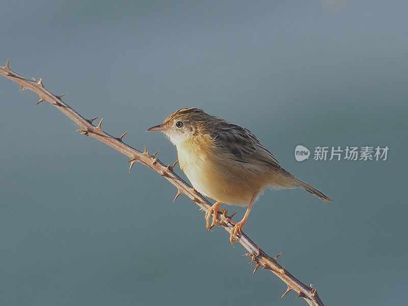 一只扇尾莺栖息在沿海的黑莓丛中