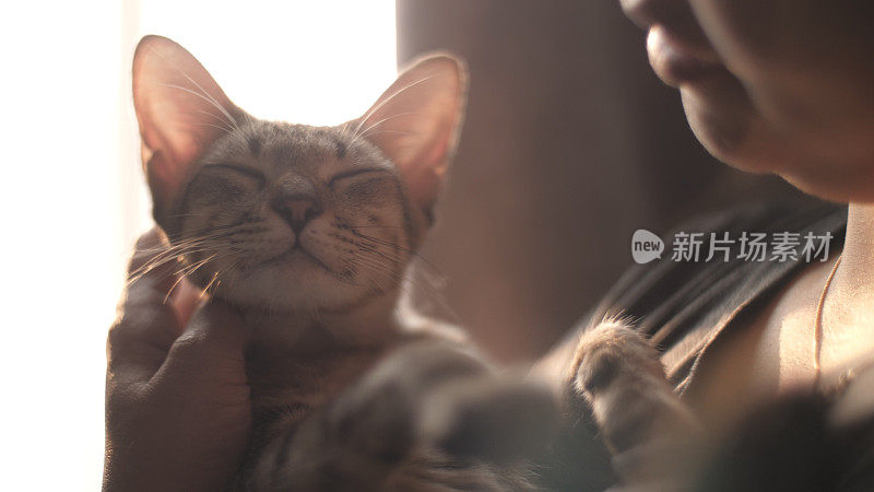 一只小猫躺在抚摸它的女人的怀里。