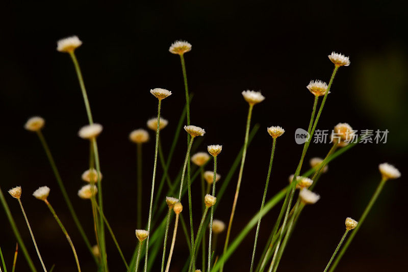 一组带深色背景的帽针花的侧视图