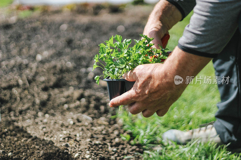 在自家花园里种植绿色欧芹