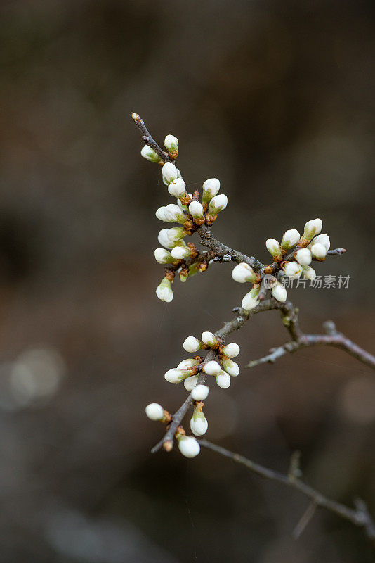 黑刺李花开白色的花