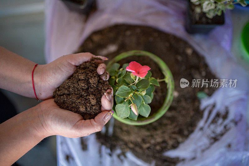 在家种花