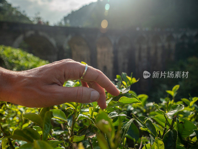 日落时分，手触摸茶树