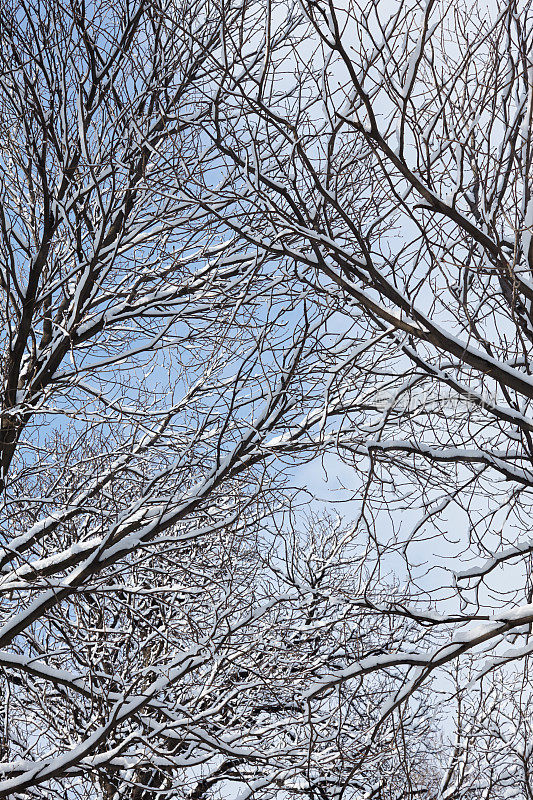 白雪覆盖的树枝，冬天的背景