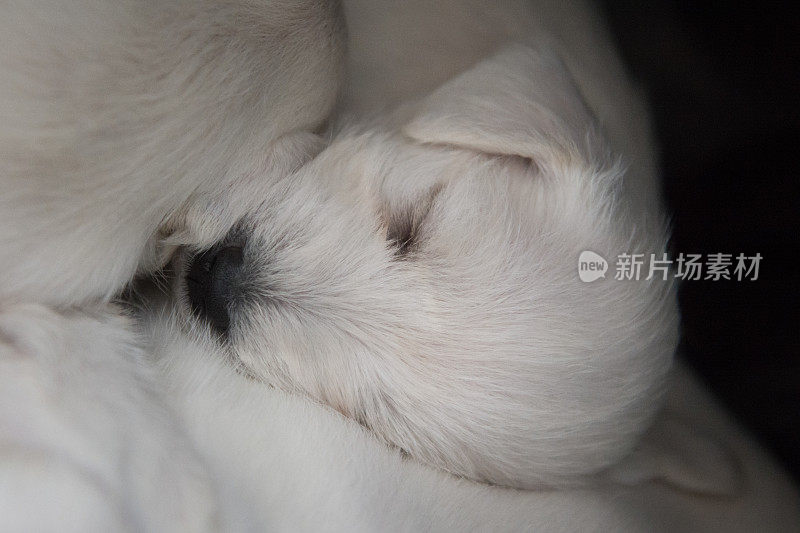 小狗雪纳瑞犬