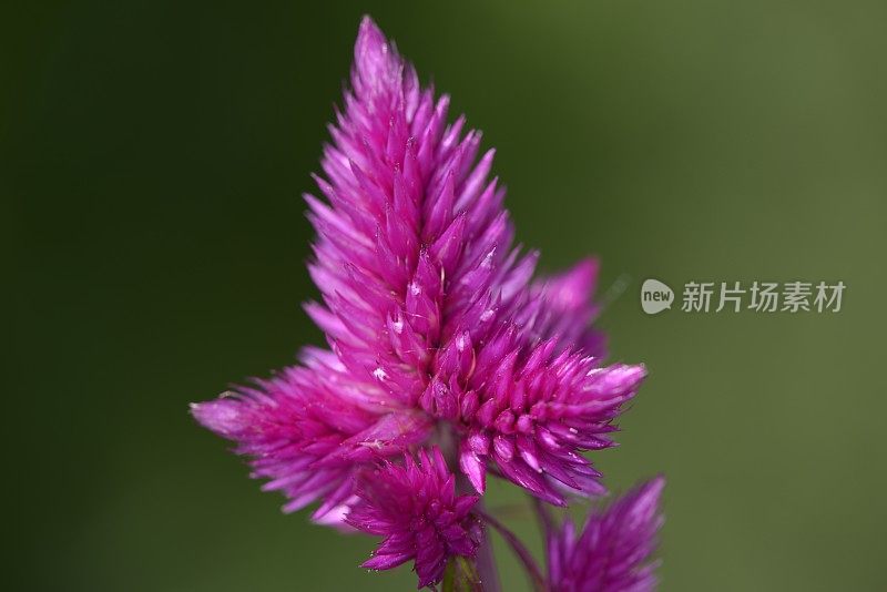 鸡冠花花