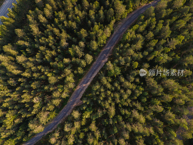 田园诗般的蜿蜒道路穿过芬兰的翠绿松林