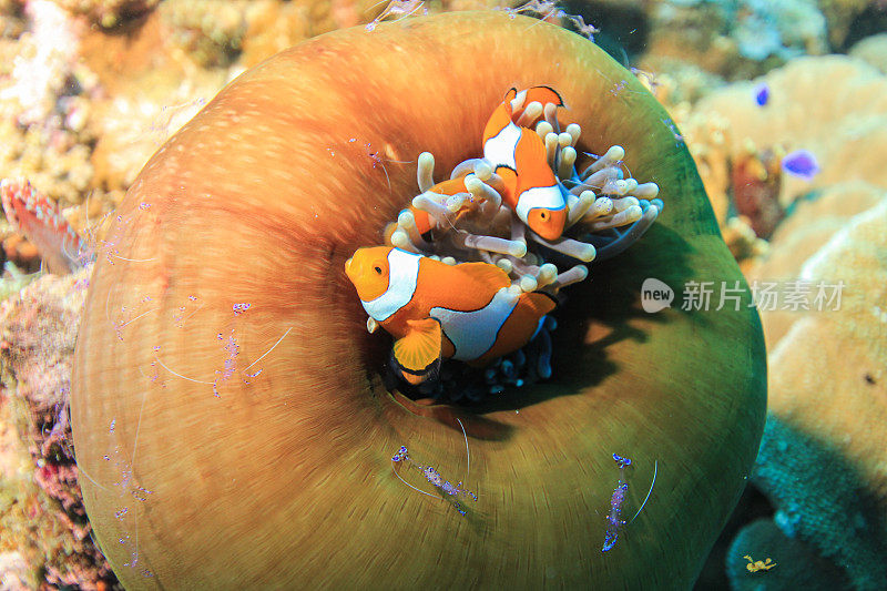 小丑鱼，海葵鱼，热带咸水珊瑚花园中的海葵鱼