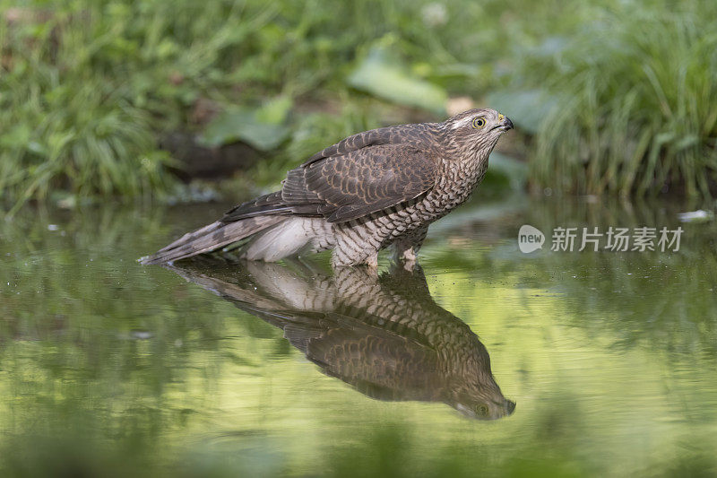 欧亚雀鹰(鹰隼)