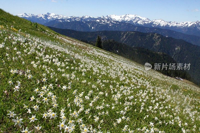 雪崩百合花山坡