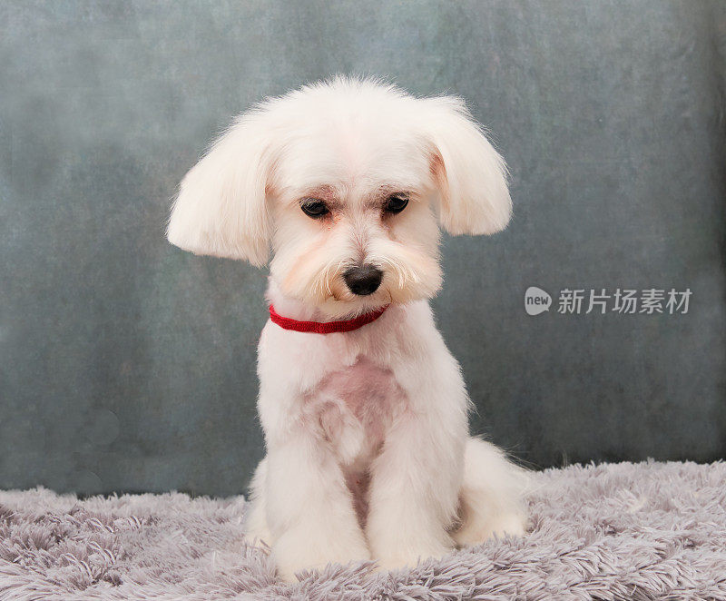 垫子上的白色马耳他犬。他的脖子上有一个红色的项圈。这条狗根据品种理发。