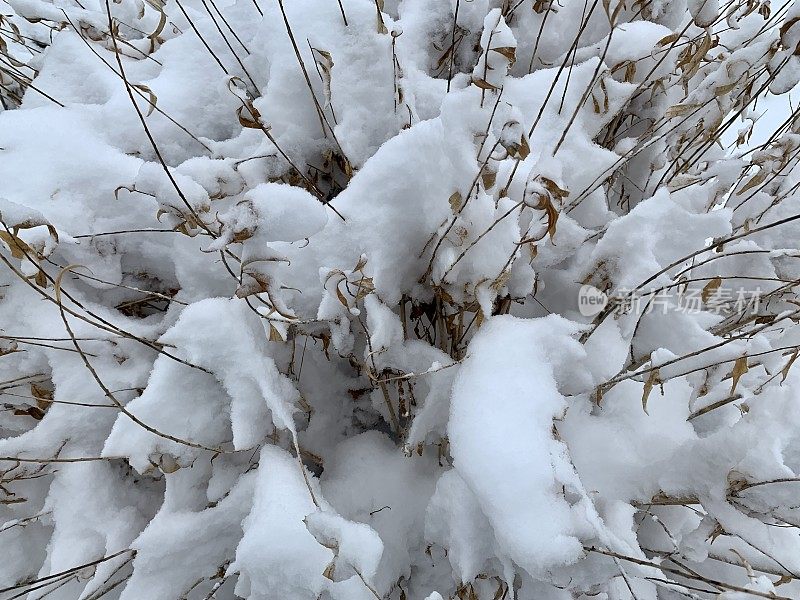 雪后多年生花园，可爱的栖息地