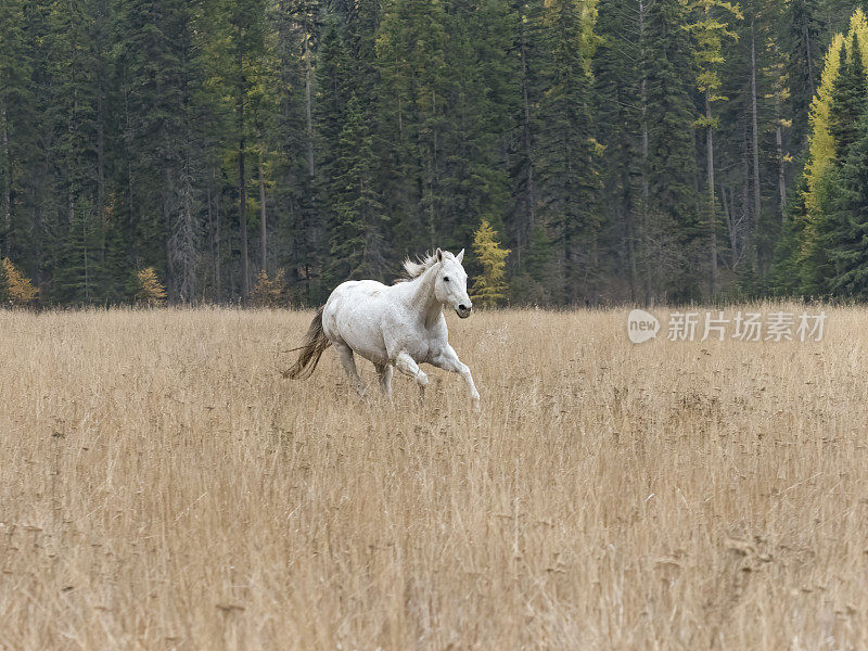 没有骑手的白马在蒙大拿草地上奔跑