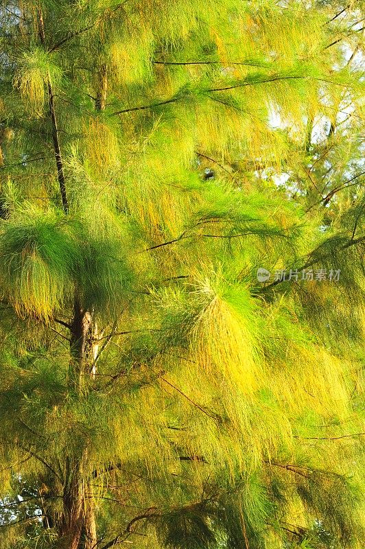 木麻黄的树叶背景