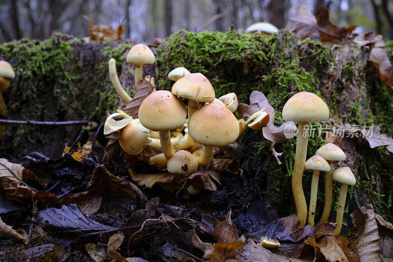 森林蘑菇特写镜头