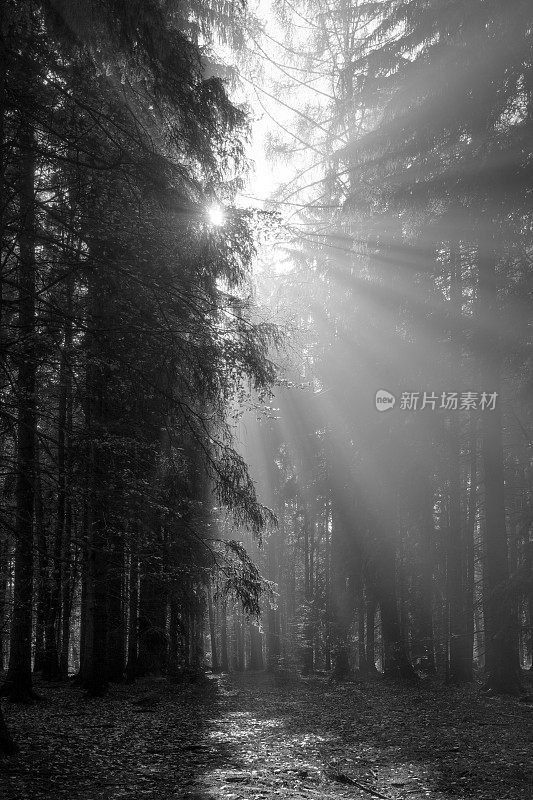 阳光在早晨的森林在黑色和白色