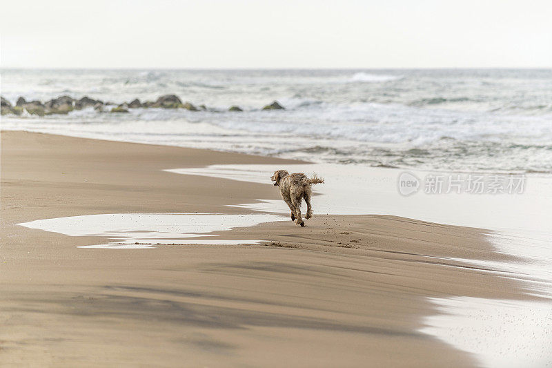 一只英国塞特犬在海边的海滩上奔跑