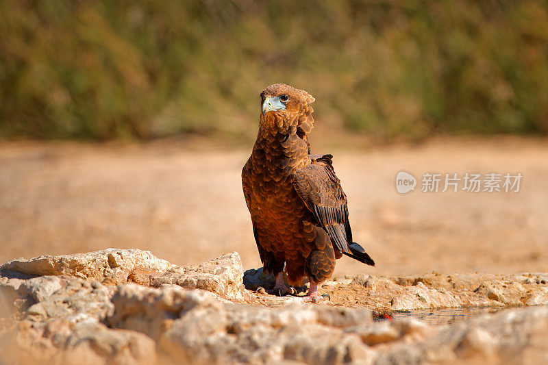 在岩石地面上栖息的鹰，在阳光明媚、干燥的沙漠背景下的水坑边饮水。非洲野生动物之旅，靠近水坑，卡拉加迪，博茨瓦纳。